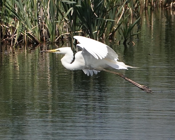 great white egret